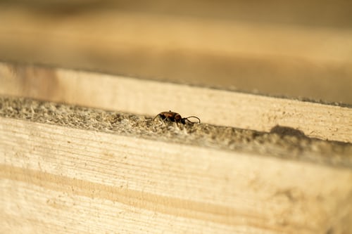 Read more about the article Termite Letters: Why Are They Important When Selling Or Buying A Home?