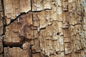 Read more about the article 4 Common Causes of Termite Infestation in Homes