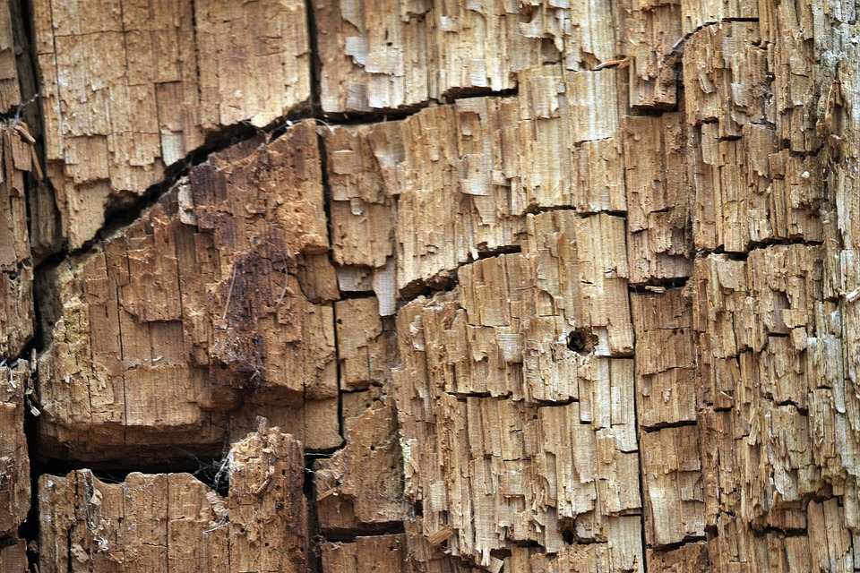 Cracked wood