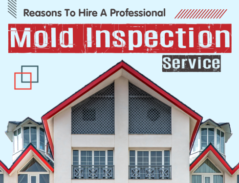 Read more about the article Reasons Tor Hire A Professional Mold Inspection Service