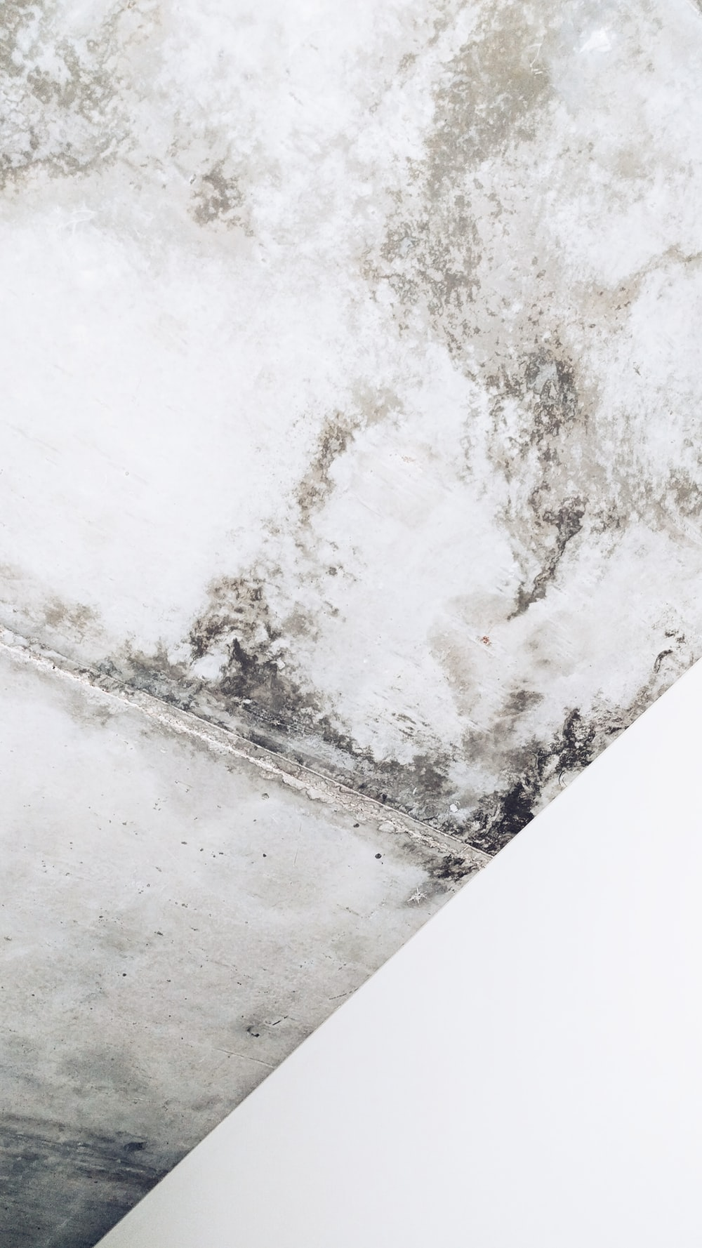 Read more about the article Dangers of Mold in your House