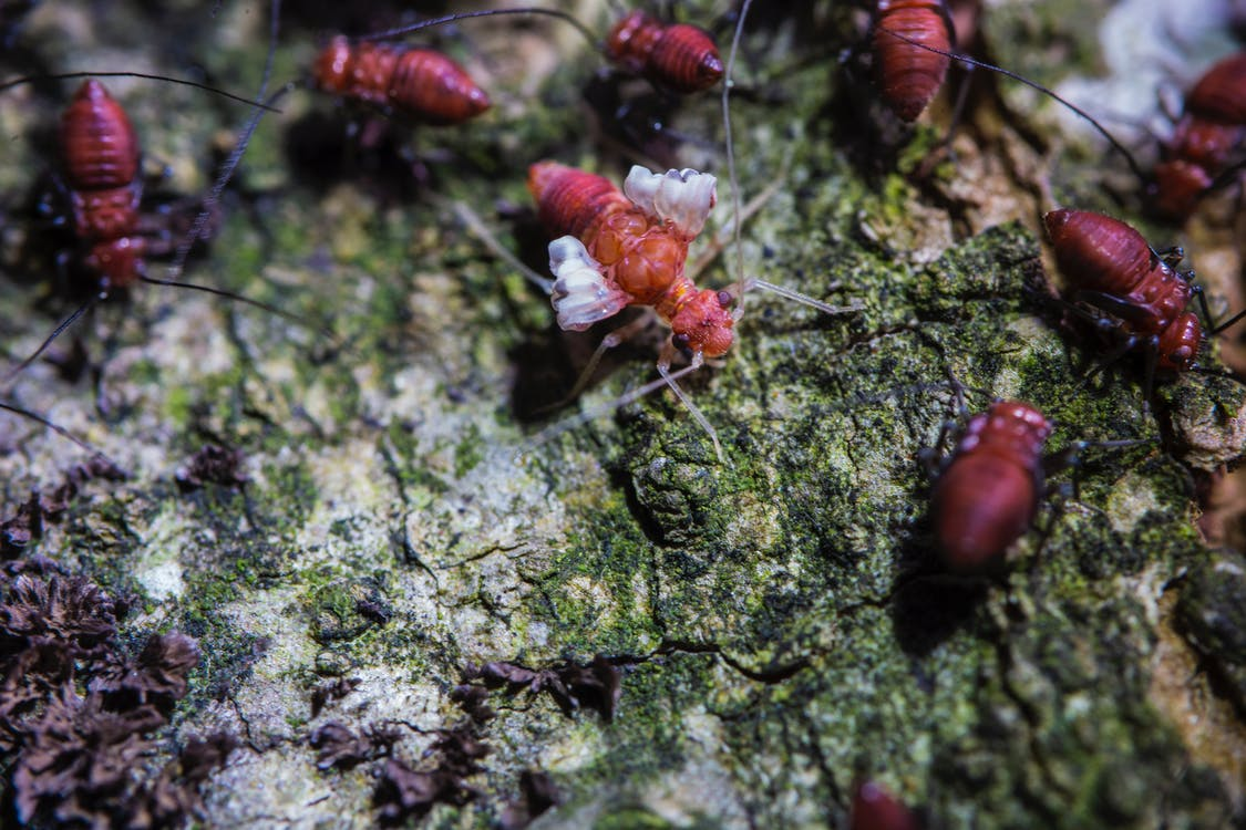Read more about the article Early Signs of a Termite Infestation