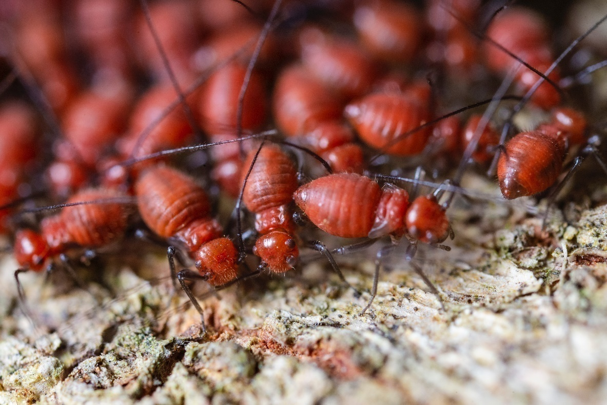 Read more about the article Everything You Need to Know About Termite Inspections