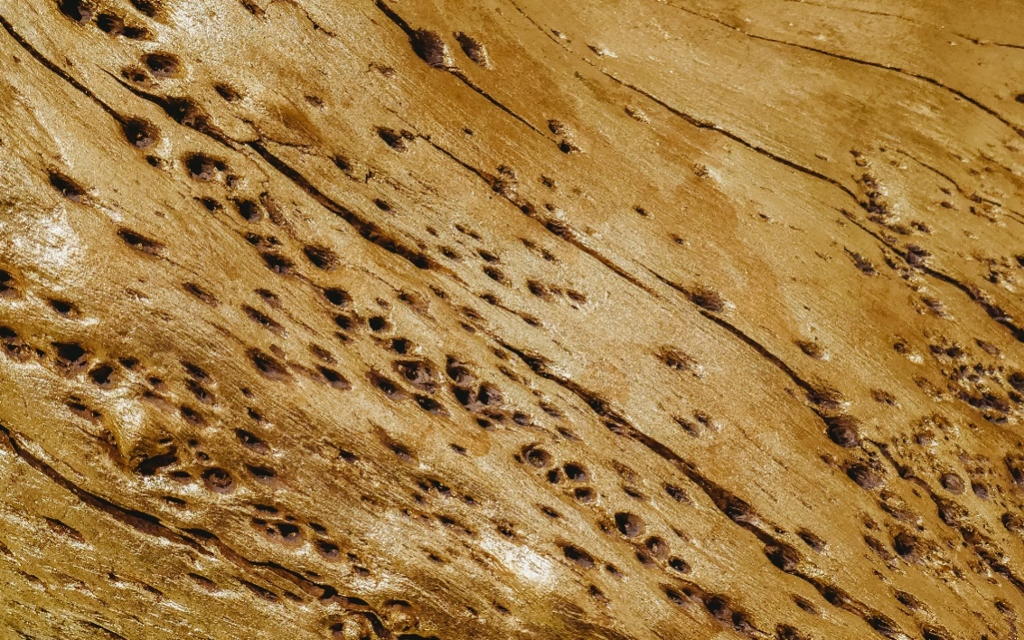 a piece of wood destroyed by termites