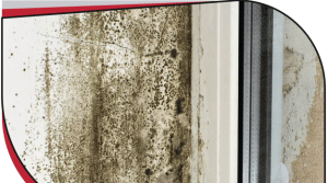 Read more about the article When To Get A Mold Inspection: Signs You Shouldn’t Ignore